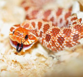 hognose morph guide